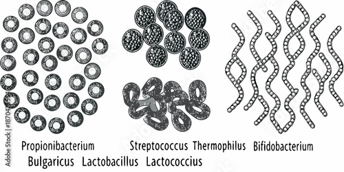 Microscopic view of various bacterial shapes cocci diplococci and bacilli