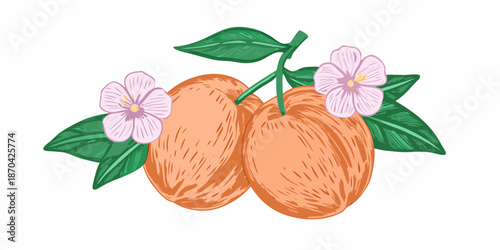 A beautiful illustration of two apricots with blossoms and vibrant green leaves