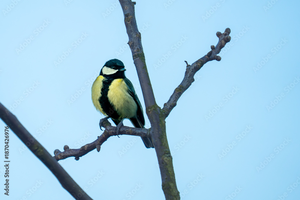 Obraz premium Die Kohlmeise, ein kleiner Wächter im Winterlicht. auf einem kahlen Ast vor endlosem Blau.