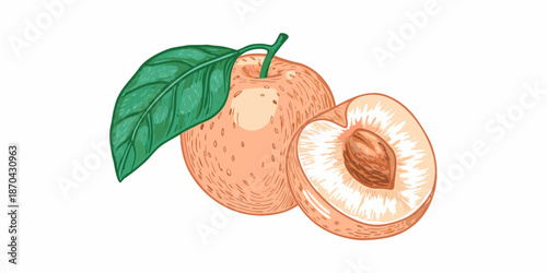 A vibrant illustration of a ripe apricot with a slice revealing its pit