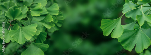 Close-Up of Lush Green Ginkgo Biloba Leaves in Natural Sunlight