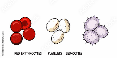 Illustrative depiction of red blood cells platelets and leukocytes components