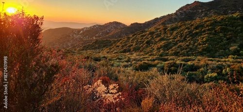 Foto Dense shrubland in the sunlight