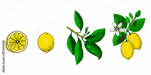 Illustration of lemons in various stages whole sliced with blossom and leaves