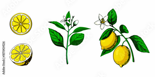A botanical illustration depicting lemon slices blossoms and whole fruits