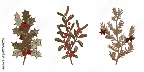 A botanical illustration depicting various winter foliage and berry sprigs