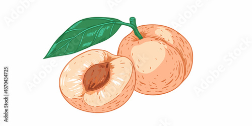 A vibrant illustration of a whole and halved apricot with a green leaf