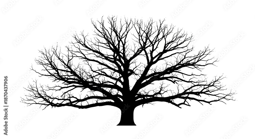 Obraz premium Silhouette of bare tree branches isolated on white providing a stark contrast featuring artistic
