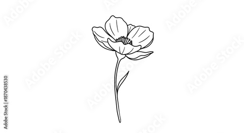 Elegant minimalist black and white anemone flower drawing with delicate petals, perfect for