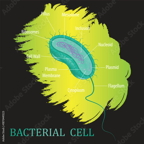 Educational Diagram of Bacterial Cell Structure with Labeled Parts Including Nucleoid, Flagellum, Ribosomes, and Plasma Membrane on Green Background.