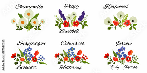 Floral illustrations depicting chamomile poppy knapweed snapdragon and other wildflowers