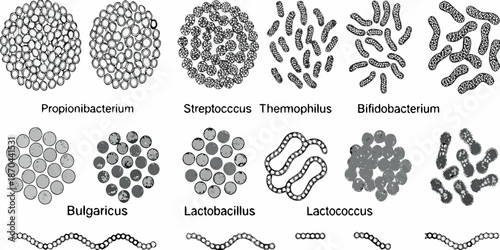 Microscopic view of various bacterial shapes and arrangements under magnification