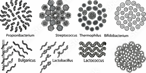Illustrative depiction of various bacterial arrangements and species morphology
