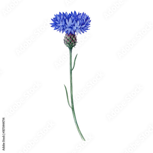 Konstfotografi Blue cornflower single flower watercolor illustration