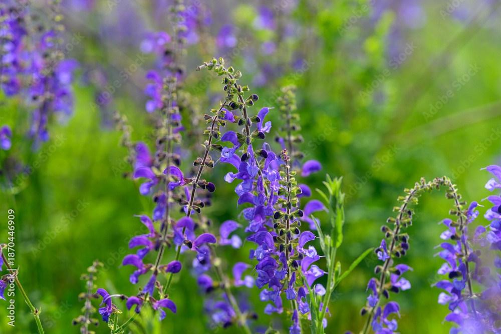 Obraz premium A Magnificent and Vibrant Wildflower CloseUp Showing a Beautiful Display of Delightful Purple Hues