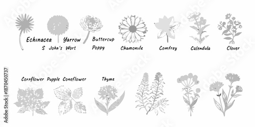 A botanical illustration displaying various wildflowers and medicinal plants in grayscale