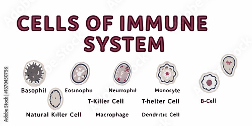 Illustration of various immune system cells including basophils eosinophils and lymphocytes