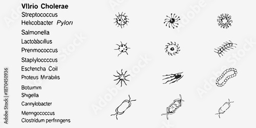 Visual representation of various bacteria species and their unique morphological features