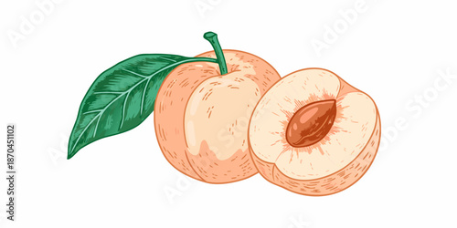 A vibrant illustration of a whole and halved peach with a green leaf