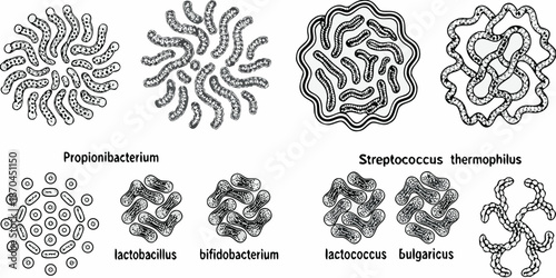 Illustrative depiction of various bacterial shapes and arrangements under microscopy
