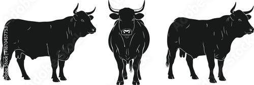 Set of powerful bull silhouettes in standing and front view illustration for agriculture livestock farming logo and ranch design
