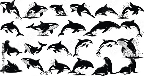 Silhouette collection of orca whales dolphins and sea lions jumping and swimming, marine wildlife illustration set for ocean nature design