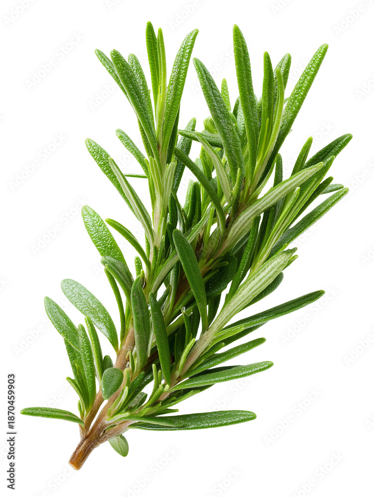 Obraz premium Cut out photo of a sprig of rosemary. Green fresh rosemary isolated on transparent background, aromatic spice.