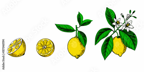 Illustration of lemons in various stages from whole to sliced and flowering