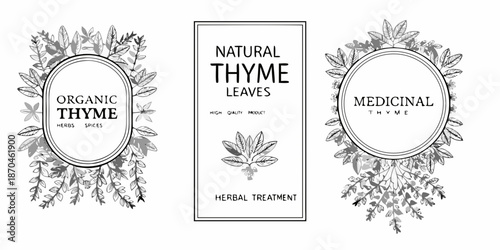 Vintage botanical illustrations featuring thyme leaves and decorative label designs