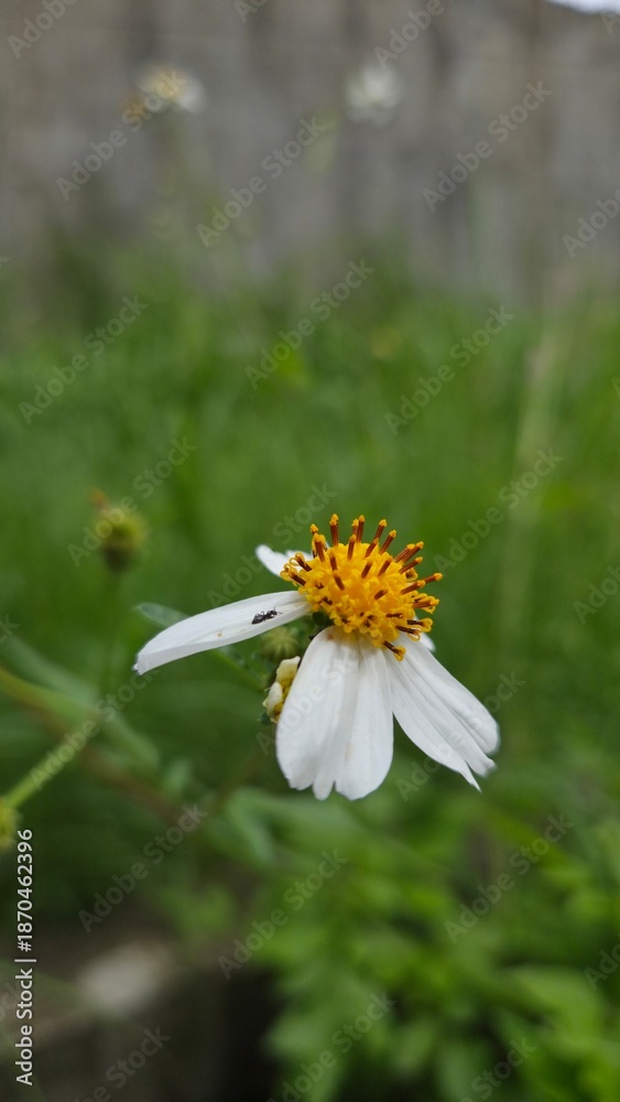 Obraz premium Stunning macro of a Bidens pilosa flower with a tiny ant