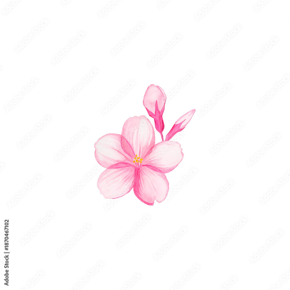 Fototapeta premium 水彩 桜の花と蕾 / Watercolor Cherry Blossom Flower with Buds
