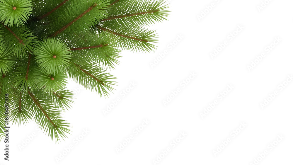 Obraz premium Isolated pine tree branch on transparent background