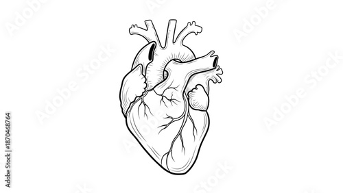 Minimal Line Art Anatomical Heart Illustration – Black and White Medical Sketch