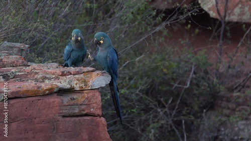Slow Motion flying Endangered Lears Indigo Macaw parrot bird nesting cliff in Caatinga- from original 8K