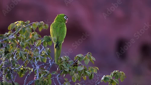 Close up- Blue-crowned Parakeet parrot bird perched background red sandstone cliff, brazil- from original 8K video