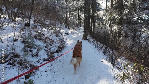 POV walking with dog. Cute rough collie walking in snow covered mountain path with red dog leash. Scotland shepherd sheepdog hiking in rime forest in sunny winter day. 4k real time footage.