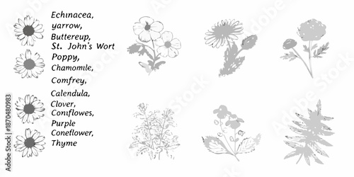 Botanical illustration of various medicinal herbs and wildflowers in grayscale