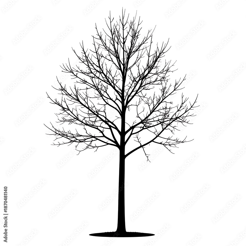 Obraz premium Bare tree silhouette, tall trunk, numerous branching twigs, no leaves, stark black on white, centered composition