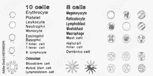 Illustrative depiction of various blood cells and their distinct morphological features