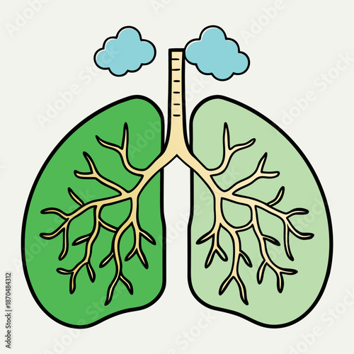 Illustration of the human lungs with a simple branching bronchus structure