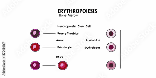 Erythropoiesis process diagram stages of red blood cell development in bone marrow