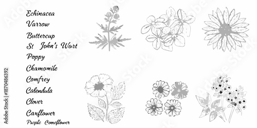 Botanical illustration of various wildflowers and medicinal plants in grayscale