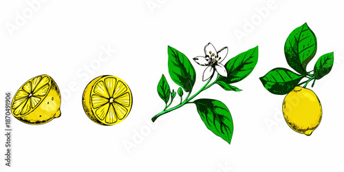 A botanical illustration featuring whole sliced lemons and a blossoming lemon branch