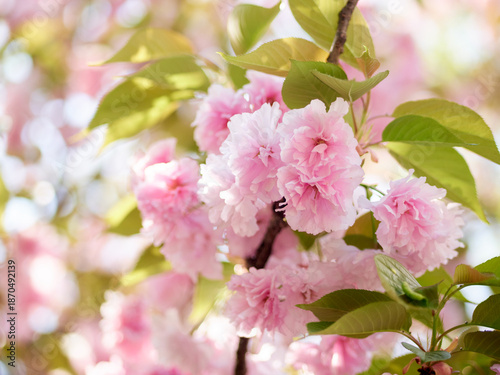 Cherry blossoms and honeybee in full bloom in spring