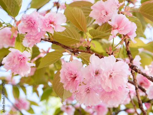 Cherry blossoms and honeybee in full bloom in spring