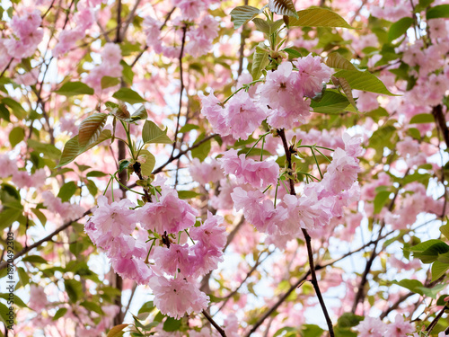 Cherry blossoms and honeybee in full bloom in spring
