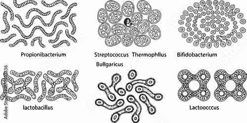 Illustrative depiction of various bacterial cell morphologies and arrangements