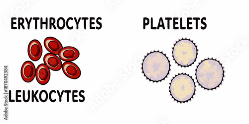 Illustration depicting erythrocytes platelets and leukocytes blood components under magnification