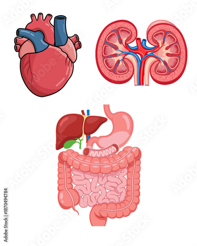 human internal organs