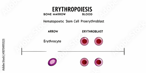 Erythropoiesis A visual guide to the development of red blood cells